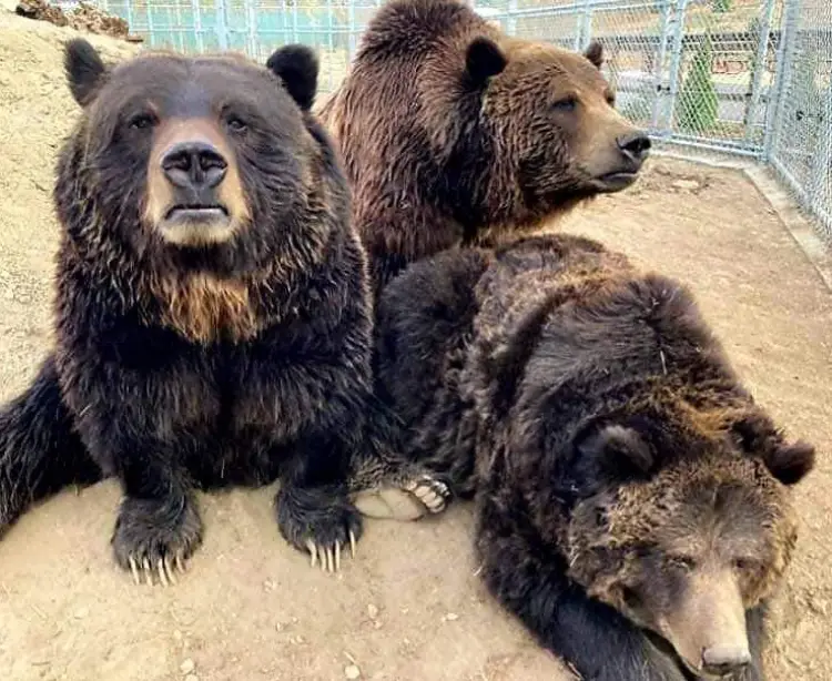 bear-trio